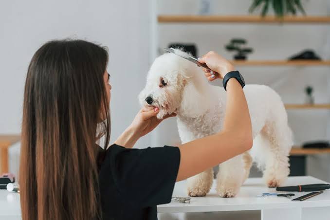 A SAPPGA groomer caring for a dog