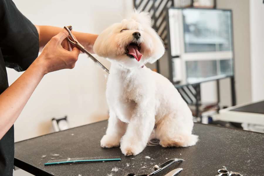 Professional SAPPGA groomer styling a dog