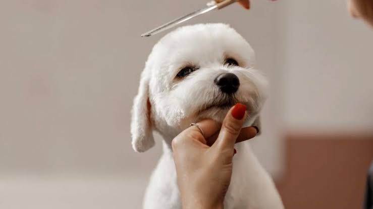 A SAPPGA member grooming a dog